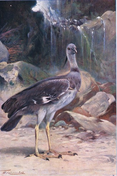 Crested Screamer, da "La fauna selvatica del mondo" pubblicato da Frederick Warne & Co, c.1900 da Wilhelm Kuhnert